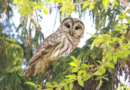 Barred Owl in tree